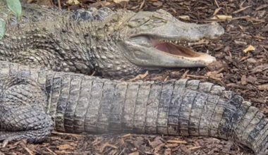 Wowcher 'extremely sorry' over email poking fun at zoo crocodile attack