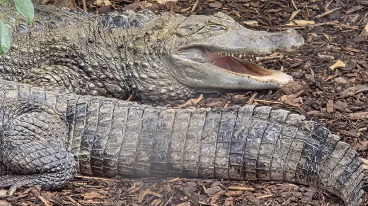 Wowcher 'extremely sorry' over email poking fun at zoo crocodile attack