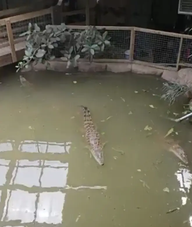 The boy was attacked by at least one crocodile during the ordeal