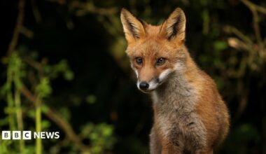 A fox in a forest.