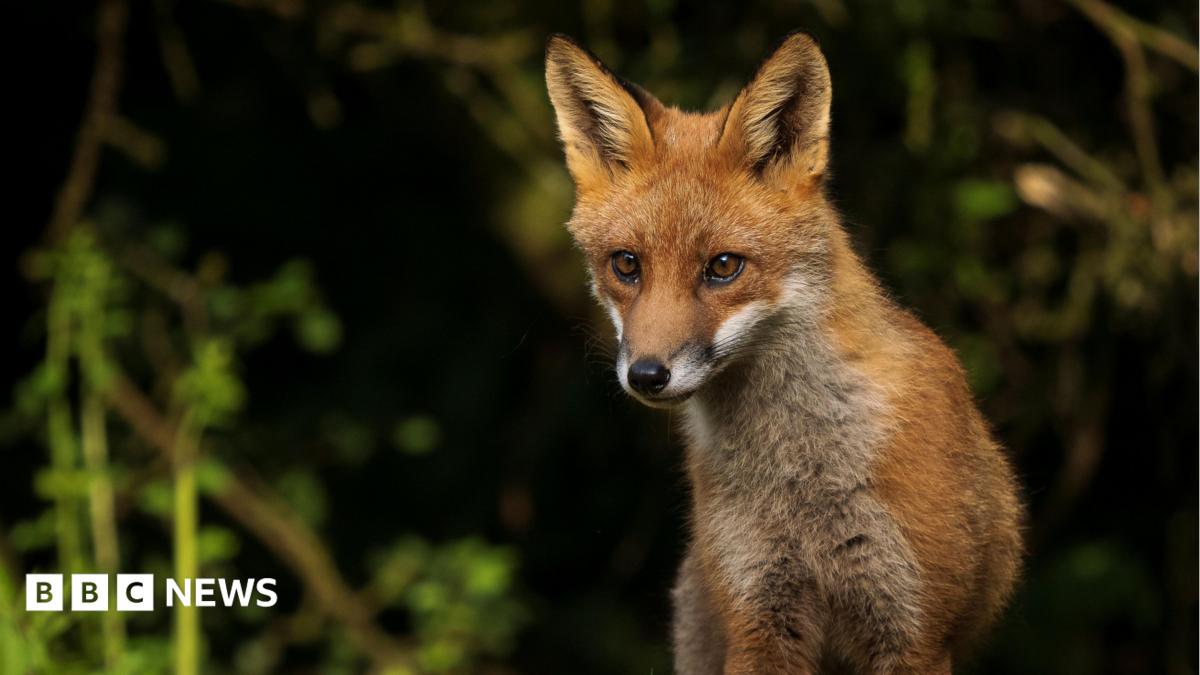 A fox in a forest.