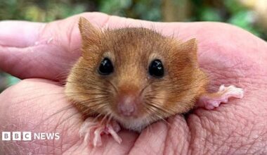 A close up of a brown Hazel Dormouse being tightly held.