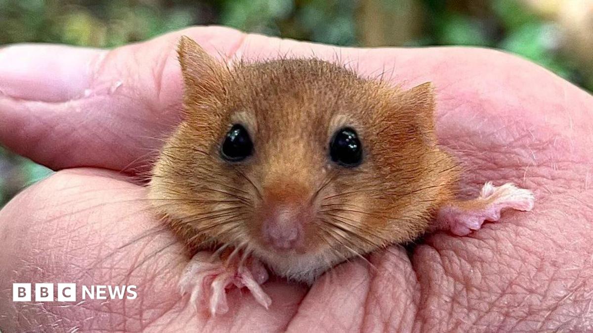 A close up of a brown Hazel Dormouse being tightly held.