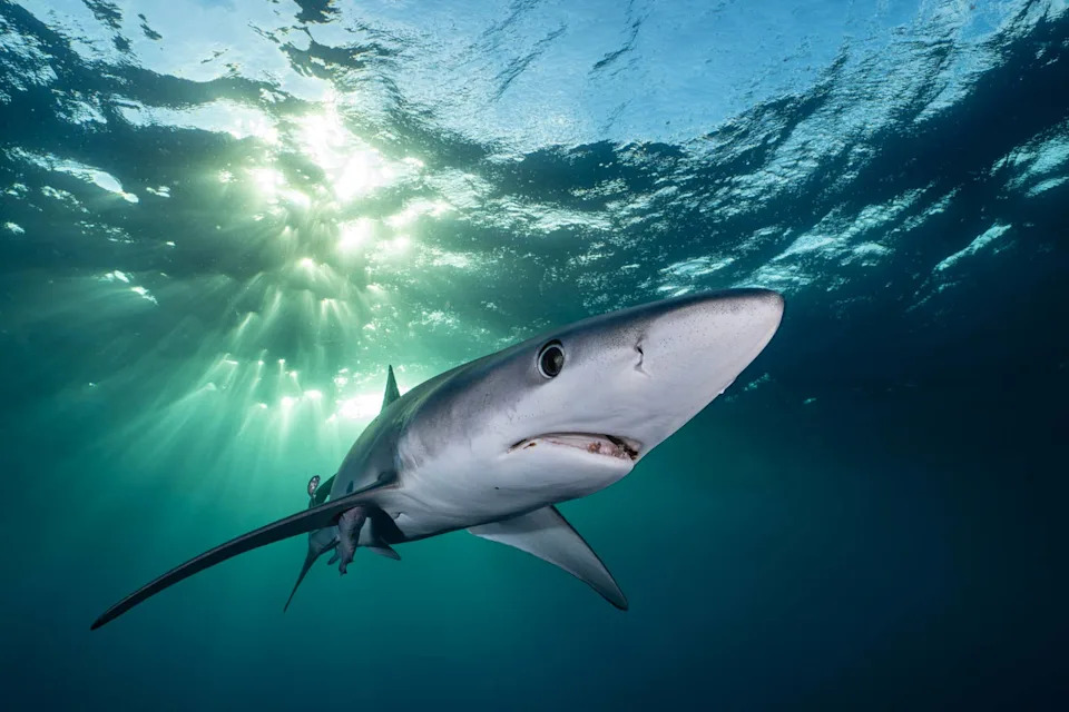 Shark swims underwaterJulian Gunther/Getty Images