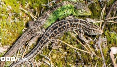 Sand lizards