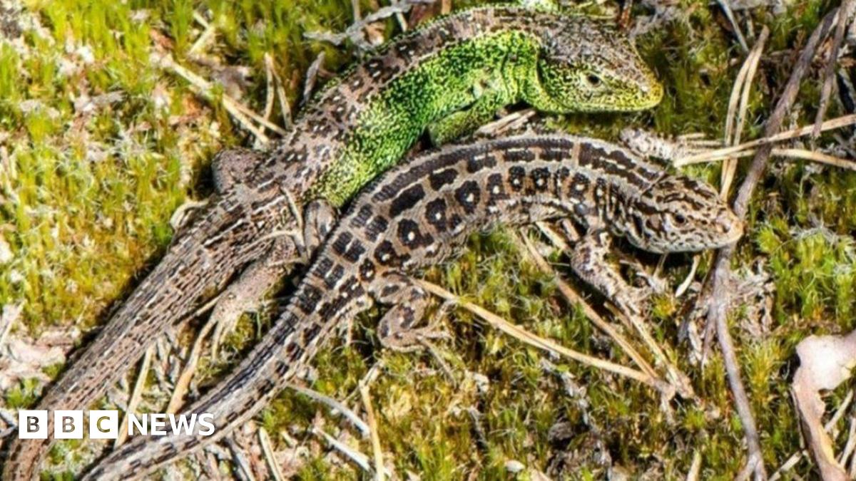 Sand lizards