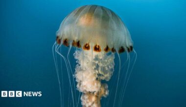 An upright compass jellyfish, with it's distinctive brown markings down the 'bell' of the jellyfish.