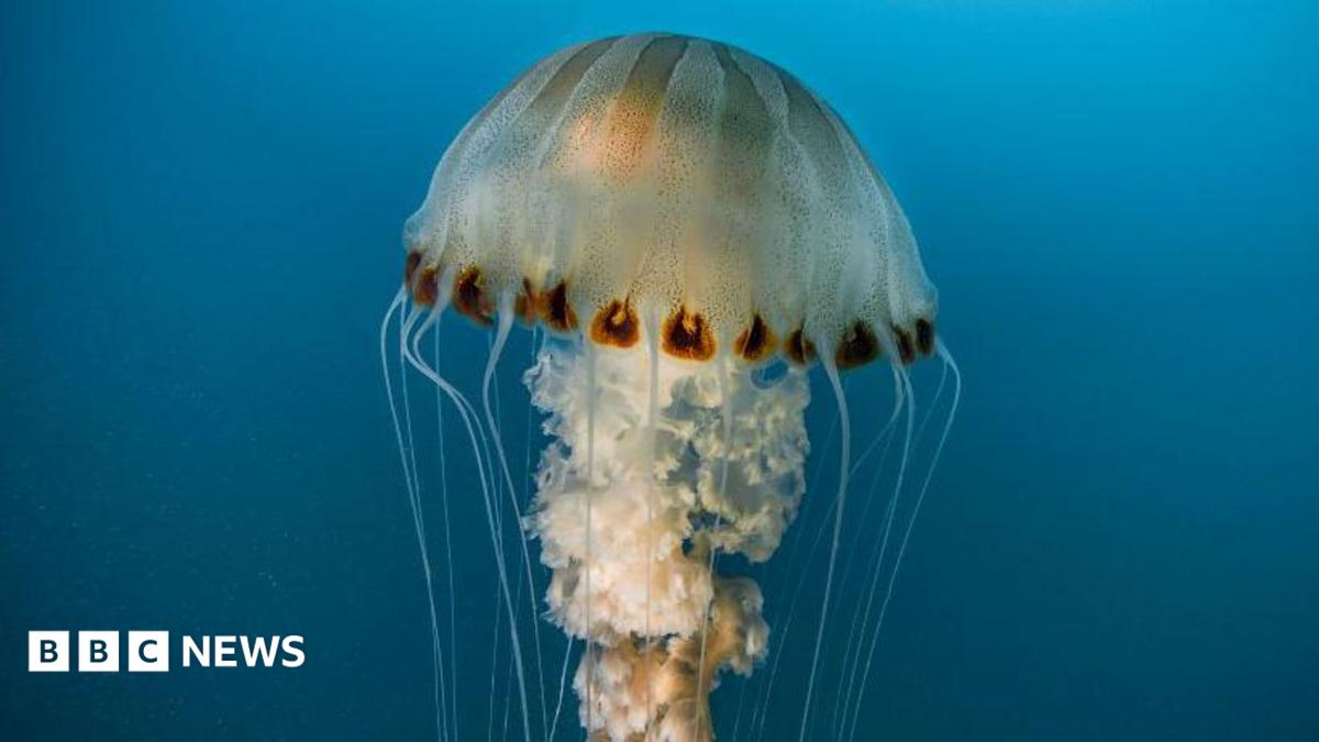 An upright compass jellyfish, with it's distinctive brown markings down the 'bell' of the jellyfish.