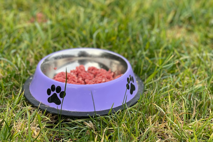 a dog bowl of food on a lawn