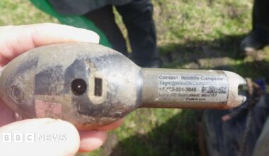 torpedo-shaped satellite tracking device used to monitor the movements of sharks and other marine creatures.