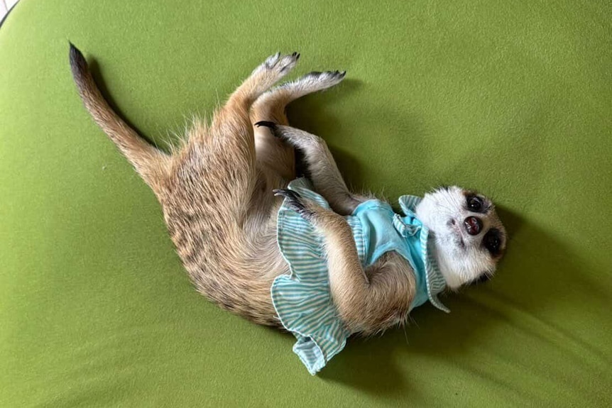 A meerkat with a frilly blue top lies on a beanbag.