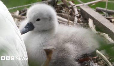 A cygnet in a nest made out of bits of branches and wood. It is small, grey and fluffy with a back beak and black eye. It is sitting behind an adult swan whose white body is only partially seen.