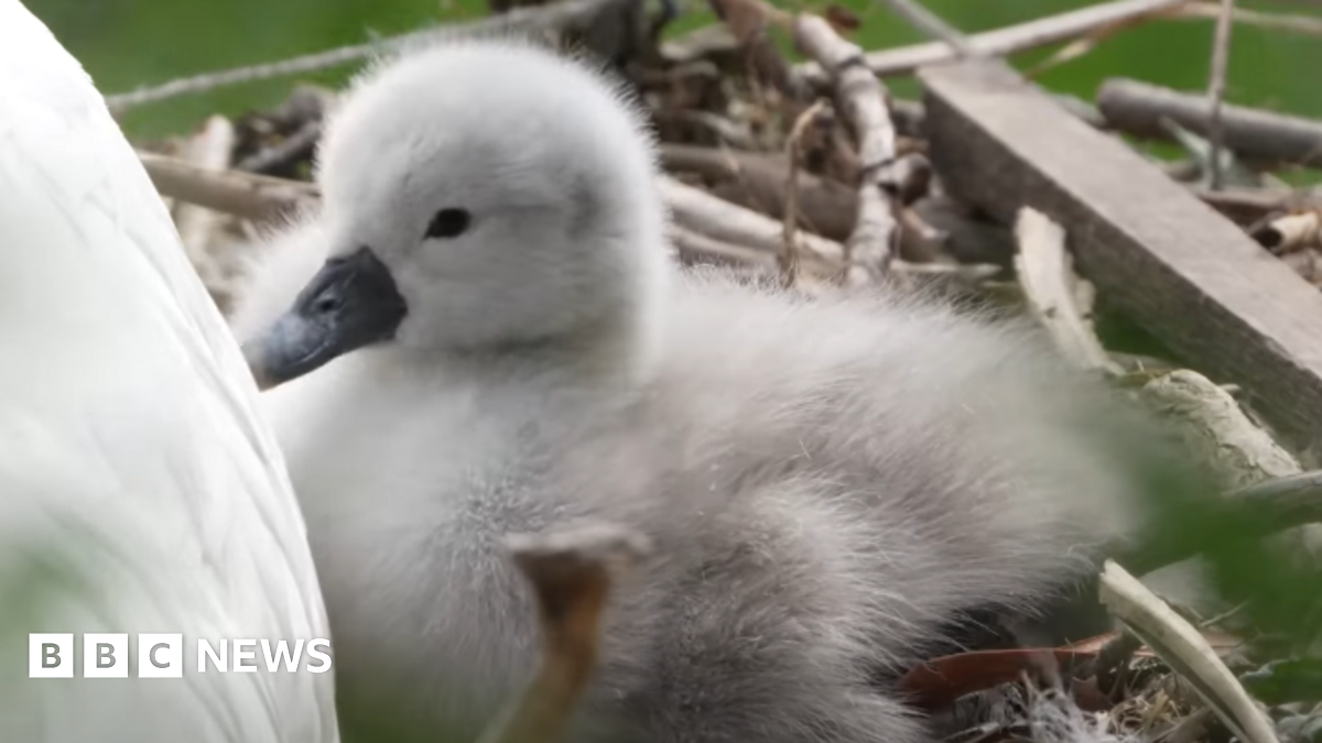 A cygnet in a nest made out of bits of branches and wood. It is small, grey and fluffy with a back beak and black eye. It is sitting behind an adult swan whose white body is only partially seen.