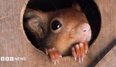 A young red squirrel peaks out from a hole in a wooden nest box