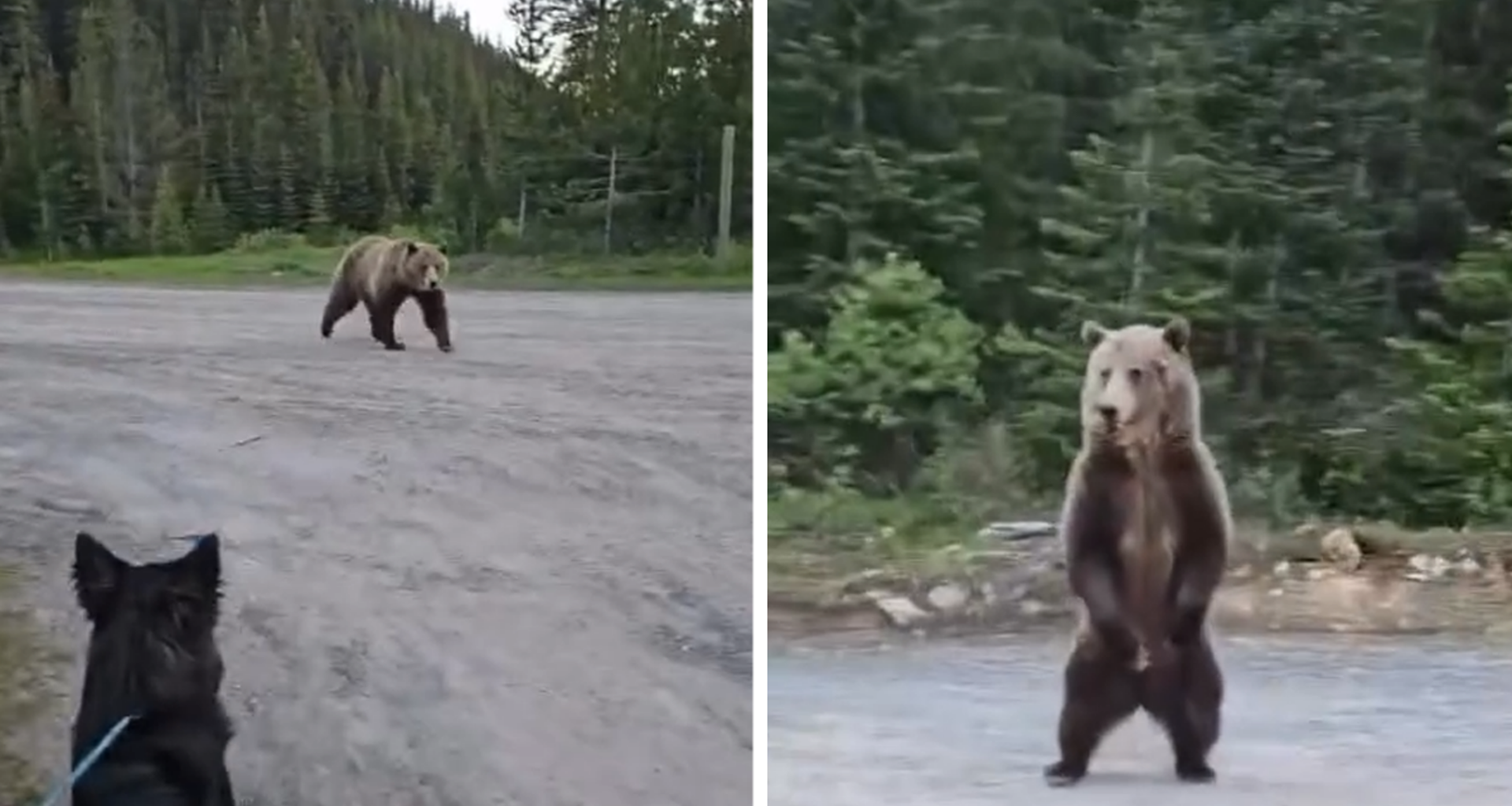 Grizzly Bear Charges at Woman Hiking in Canada, on Video