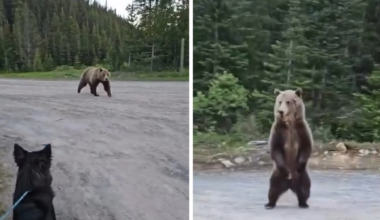Grizzly Bear Charges at Woman Hiking in Canada, on Video