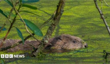 A brown beaver swimming in a green river. A branch with leaves on it crosses the screen in the foreground.