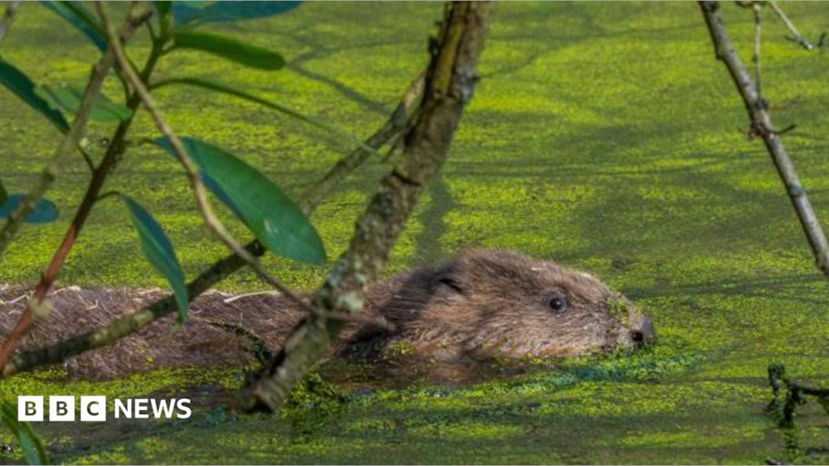 A brown beaver swimming in a green river. A branch with leaves on it crosses the screen in the foreground.