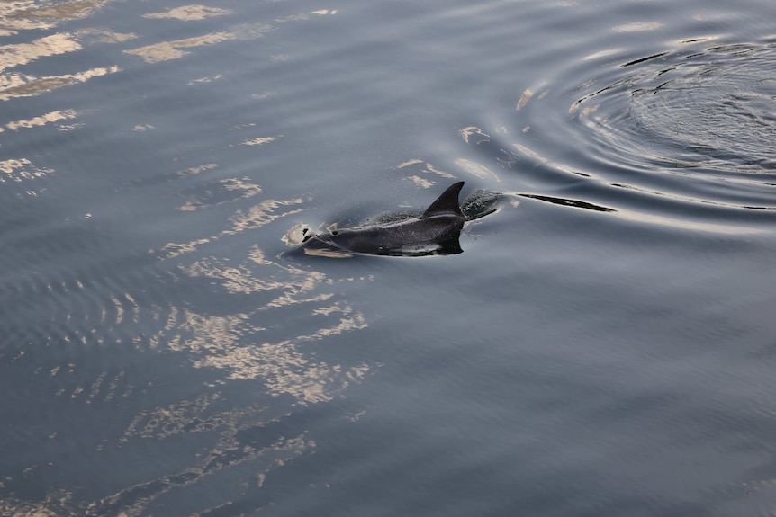 A dolphin fin on the surface of the water.