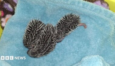 Three hoglets on a blue blanket.
