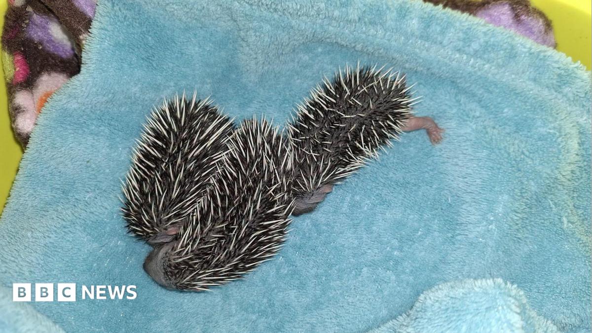 Three hoglets on a blue blanket.