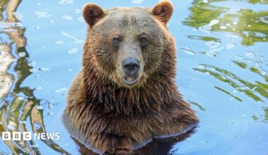 a close-up of a bear, looking at the camera
