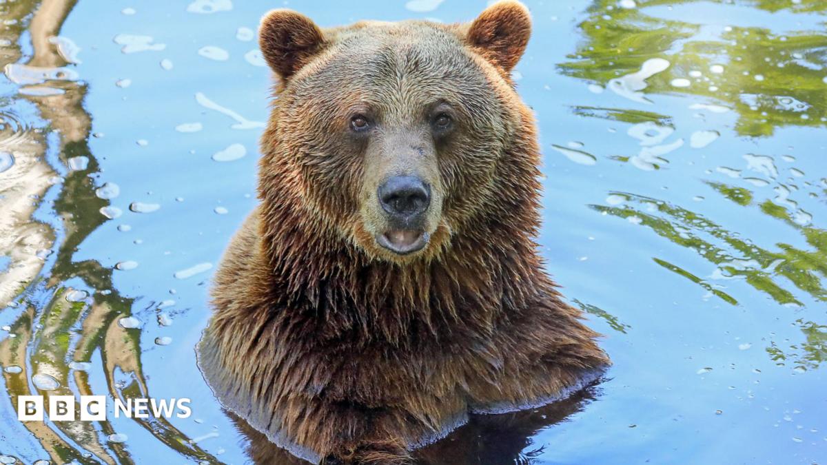 a close-up of a bear, looking at the camera
