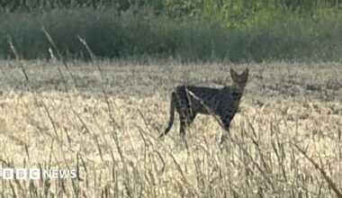 A large cat with spots and pointy ears can be seen in a field on a warm summer's day.