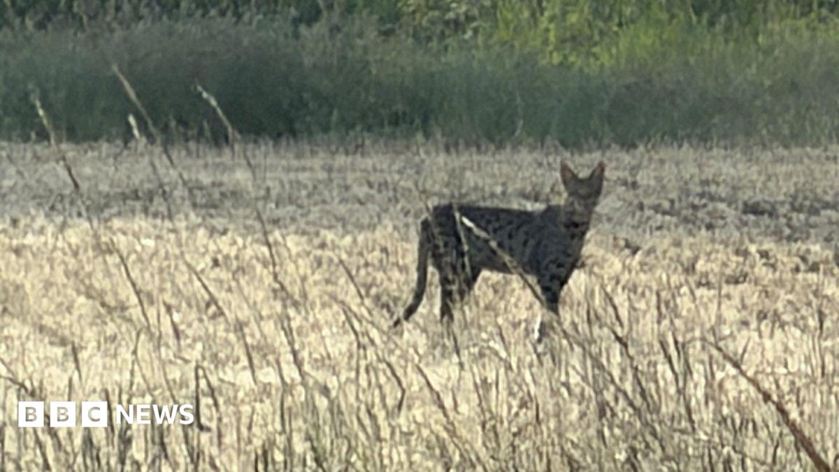 A large cat with spots and pointy ears can be seen in a field on a warm summer's day.