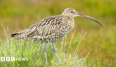 Two curlew chicks. They are beige and light brown coloured.