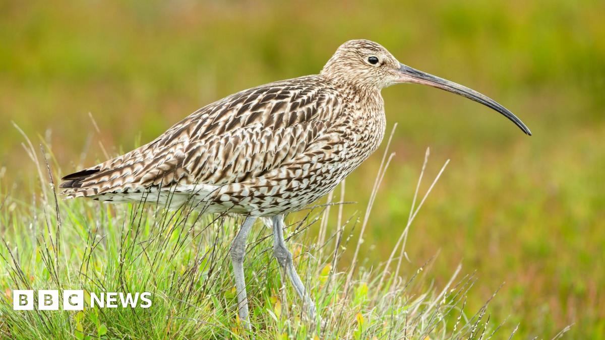Two curlew chicks. They are beige and light brown coloured.