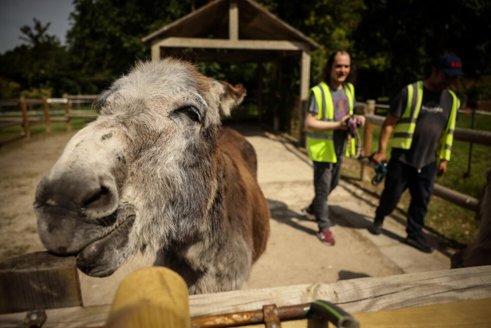 Patients with mental health conditions participate in a therapy session involving donkeys in Neuilly-sur-Marne