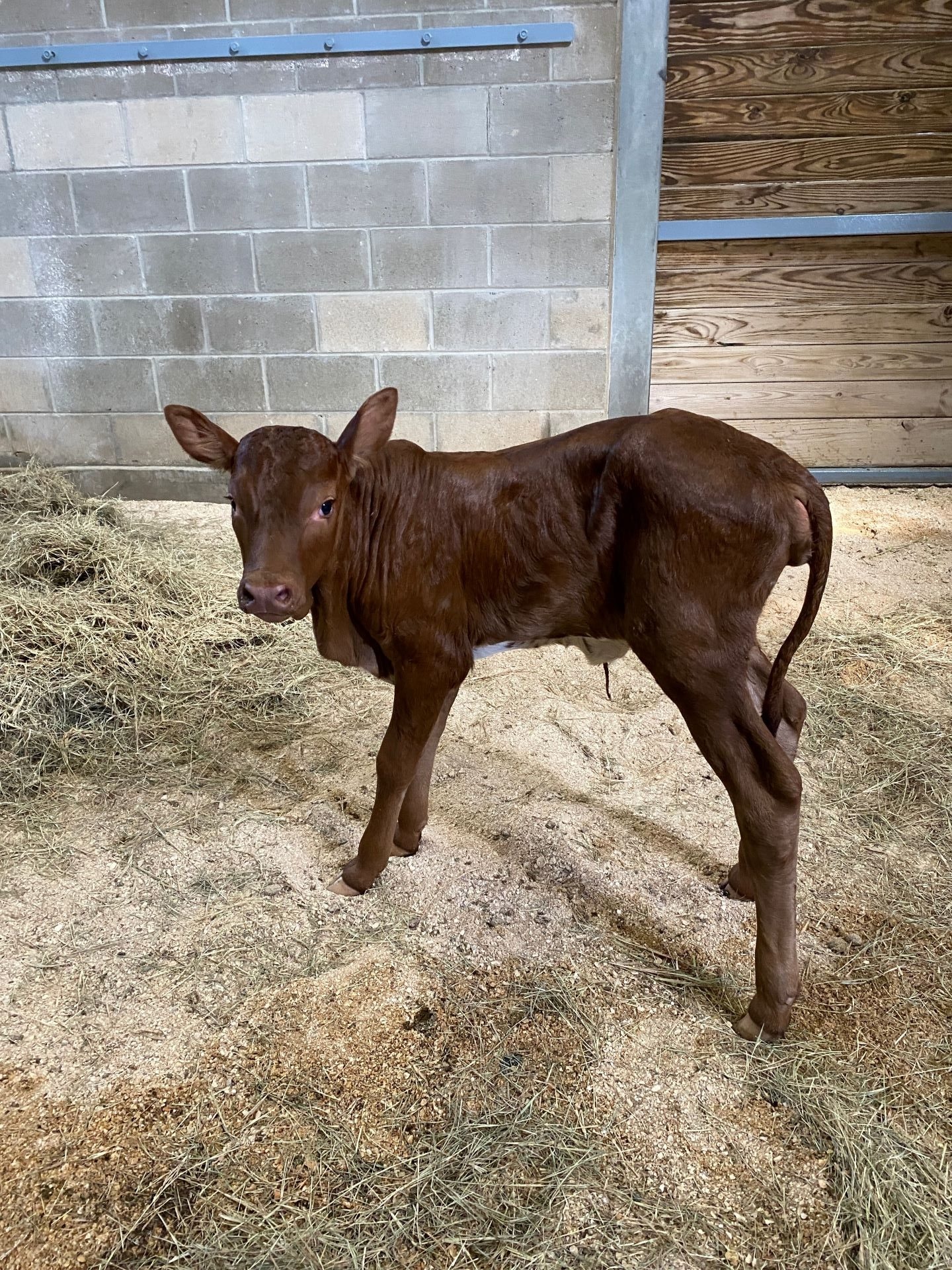 And, Mabel, the first Ankole calf born at Walt Disney World in more than 20 years, is thriving under the care of Disney’s expert animal care team. Though she’s small now, Mabel will one day grow the horns that make Ankole cattle such an unforgettable sight.