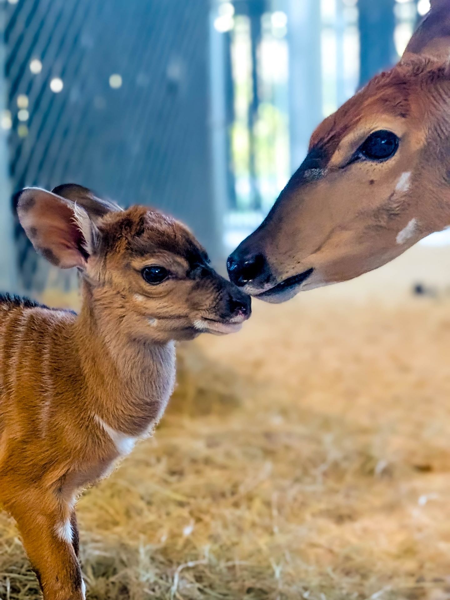 Other babies recently born include a male nyala calf named Parker. Nyala calves are born with white stripes and spots that help them blend into tall grass, and as he grows, Parker will develop a darker coat and the iconic spiral horns that make male nyalas so distinctive.