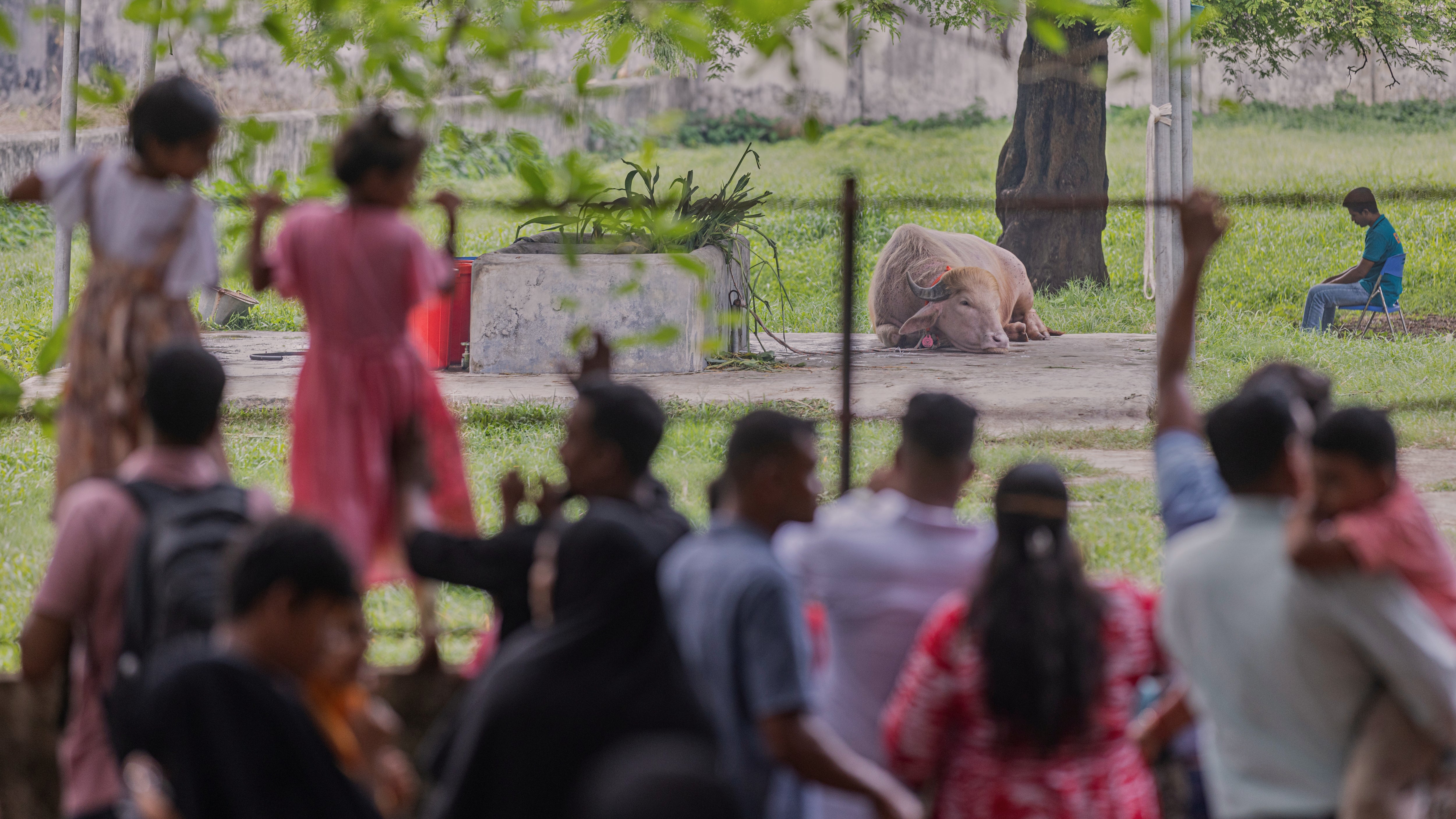 On Tuesday, visitors pressed against the fence of the buffalo’s enclosure, filming with their phones as some fathers hoisted small children on their shoulders for a better view