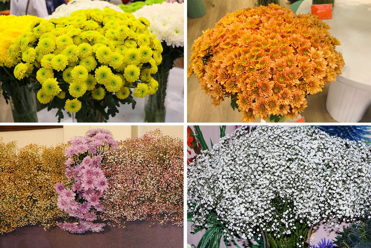 Beatrice Cheruon IFTEX 2026 blog chrysant gyp