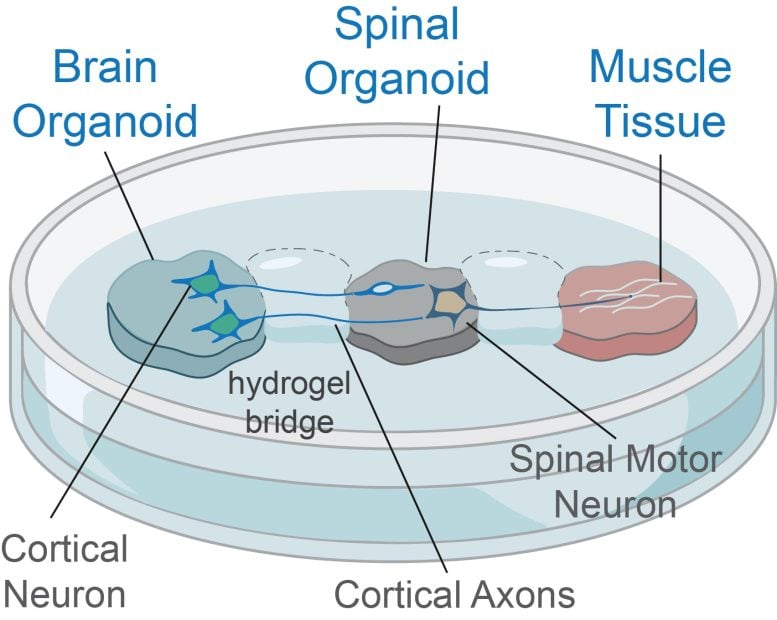 Brain-Spinal Cord-Muscle Organoid Illustration