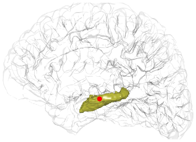 Brain hippocampus
