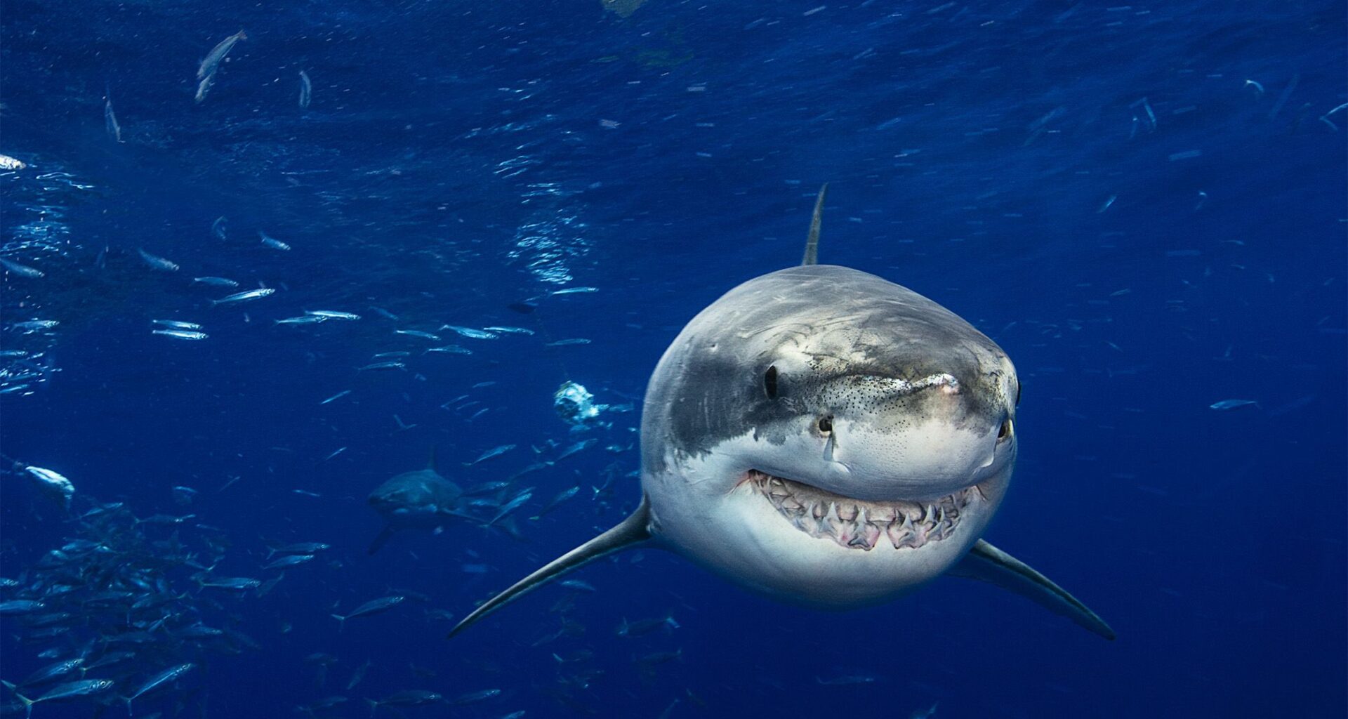 Divers capture first-ever video images of a great white shark in the Mediterranean as Jaws takes a trip to European waters!