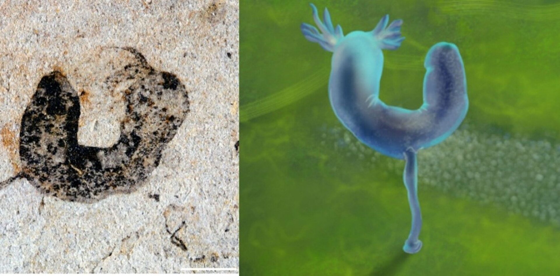 Scientists Discover the Oldest Known Fossils of Humans’ Closest Invertebrate Relatives