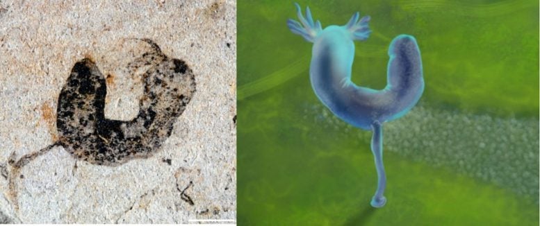 Cambroernid Fossil and Artist Reconstruction