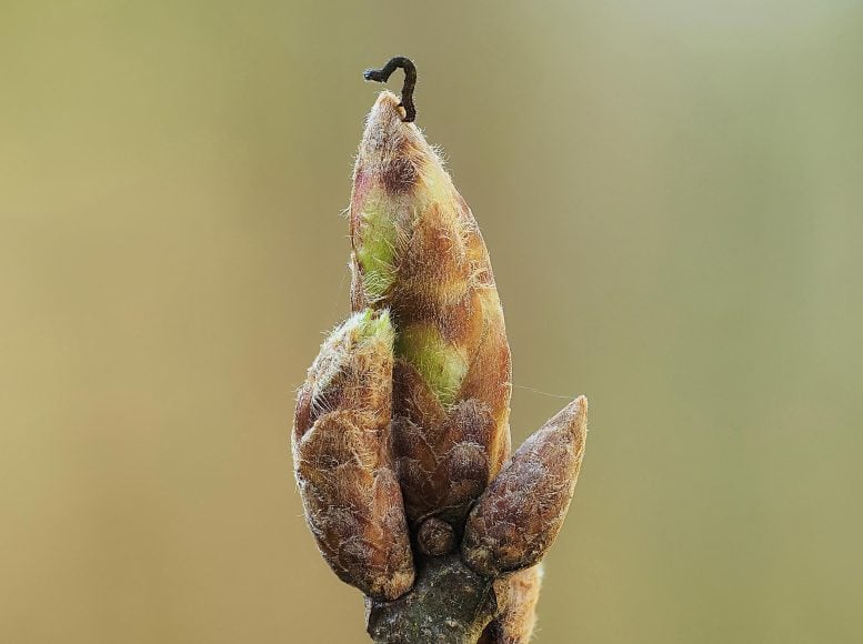 Caterpillar on Tree