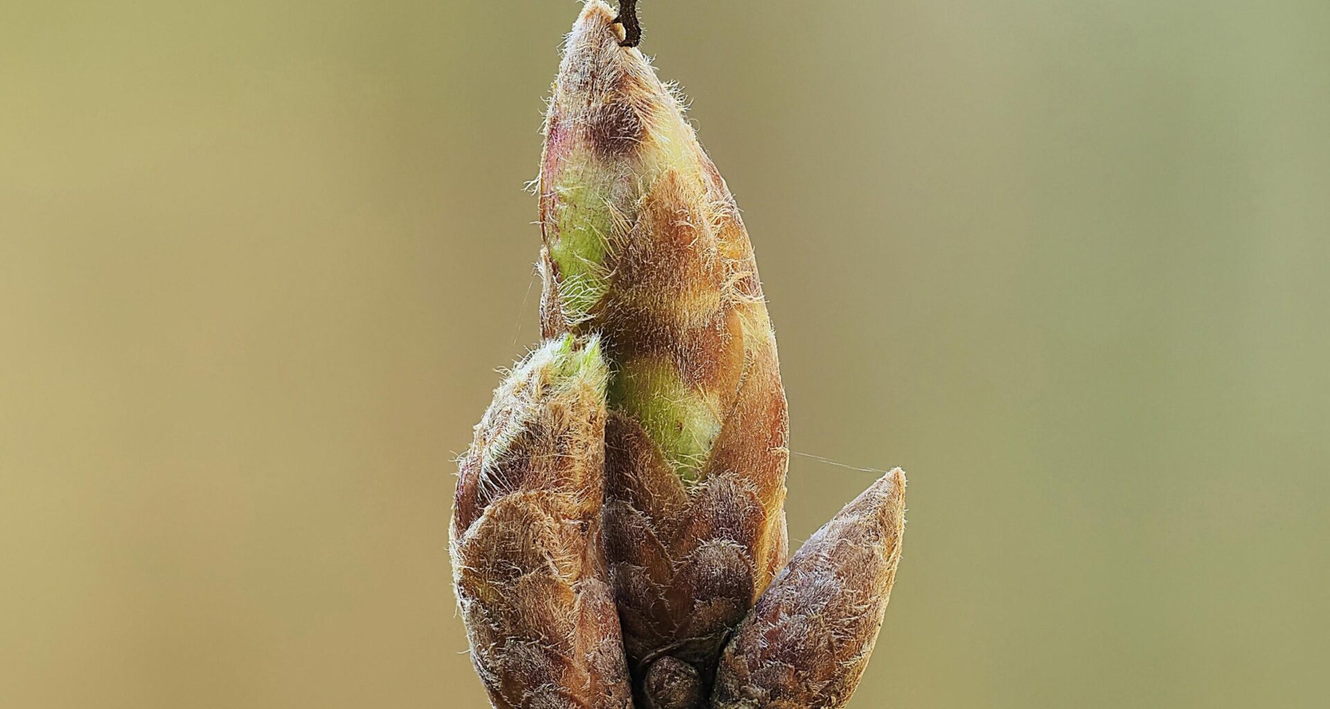 Oak Trees Outsmart Caterpillars With a Brilliant Spring Trick