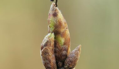 Oak Trees Outsmart Caterpillars With a Brilliant Spring Trick