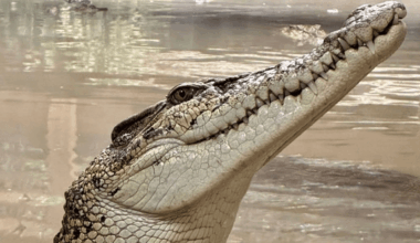 Police issue health update on condition of boy, 3, 'thrown into' crocodile enclosure