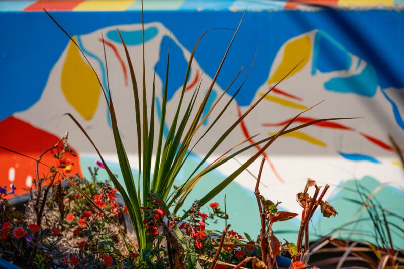 Green spiky plant and small red flowers in the foreground, with a colorful abstract mural of blue, yellow, red, and white shapes in the blurred background.