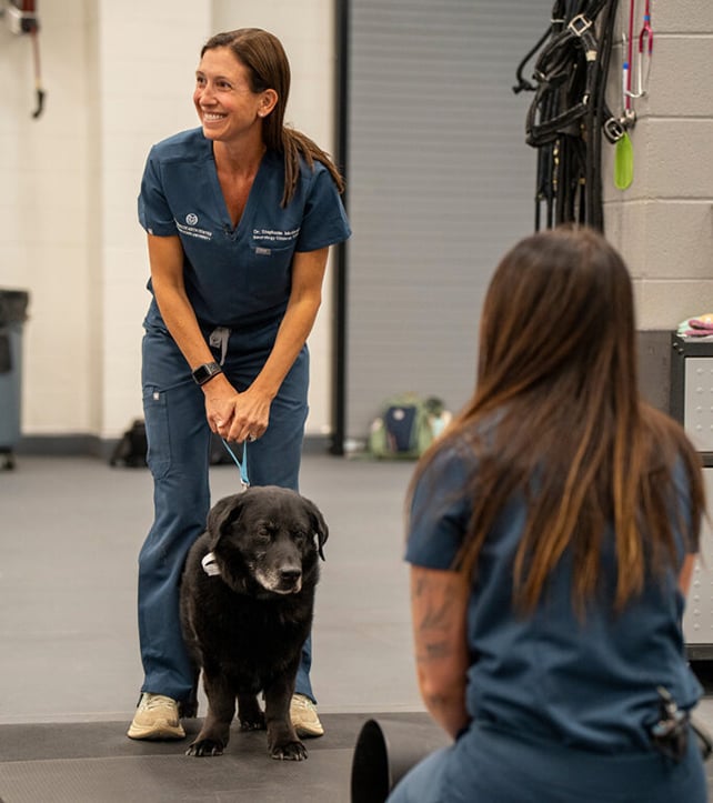 Dog dementia research