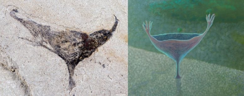 Early Cnidarian Fossil and Reconstruction