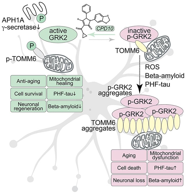 GRK2 analysis