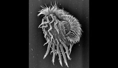 Newly Discovered Microbe Turns Into a Cannibalistic 'Supergiant' : ScienceAlert